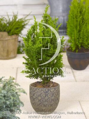 botanic stock photo Chamaecyparis