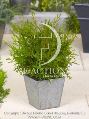 botanic stock photo Chamaecyparis