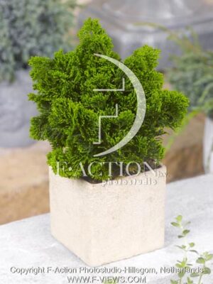 botanic stock photo Chamaecyparis