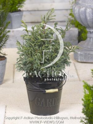 botanic stock photo Chamaecyparis