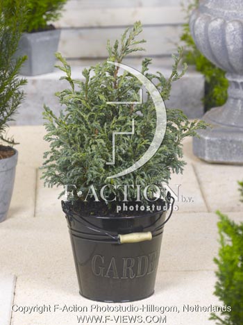 botanic stock photo Chamaecyparis
