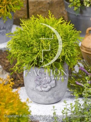 botanic stock photo Chamaecyparis