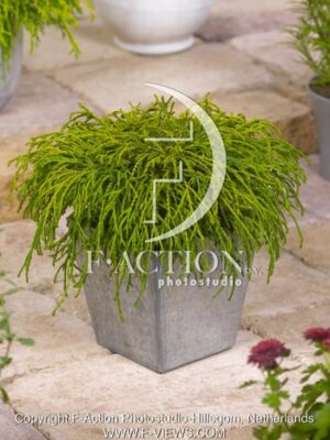 botanic stock photo Chamaecyparis