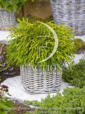 botanic stock photo Chamaecyparis