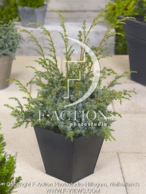 botanic stock photo Juniperus