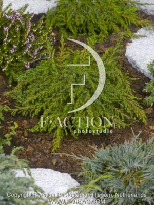 botanic stock photo Juniperus