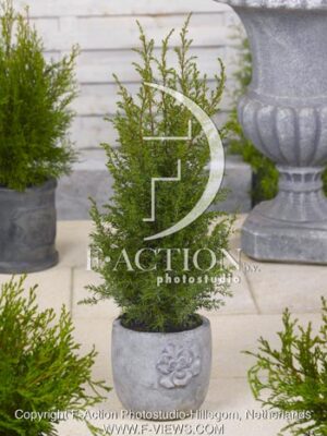 botanic stock photo Juniperus