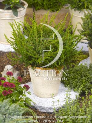 botanic stock photo Juniperus