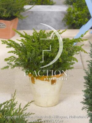 botanic stock photo Juniperus