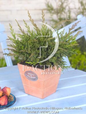 botanic stock photo Juniperus