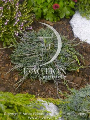 botanic stock photo Juniperus