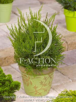 botanic stock photo Juniperus