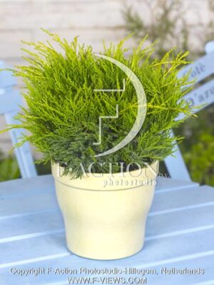 botanic stock photo Juniperus