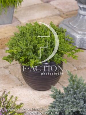 botanic stock photo Juniperus