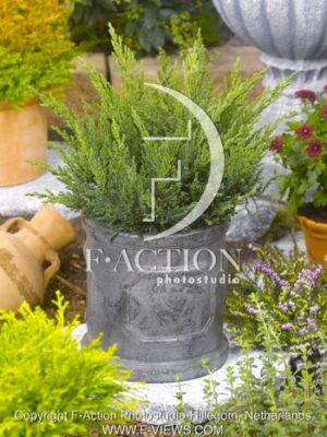 botanic stock photo Juniperus