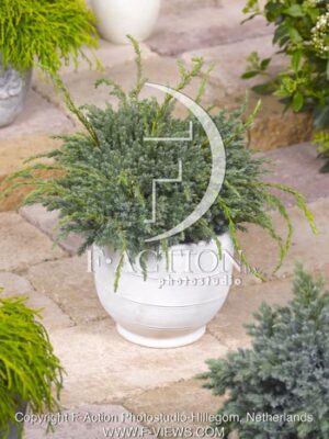 botanic stock photo Juniperus