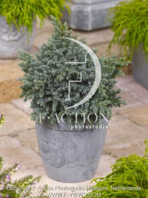 botanic stock photo Juniperus
