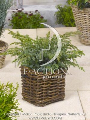 botanic stock photo Juniperus