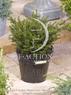 botanic stock photo Picea