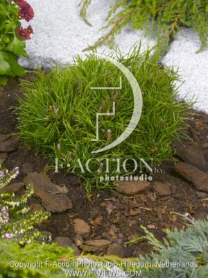 botanic stock photo Pinus