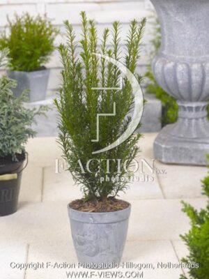 botanic stock photo Taxus