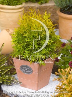 botanic stock photo Thuja
