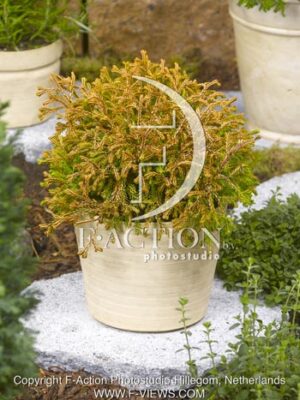 botanic stock photo Thuja