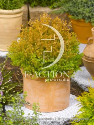 botanic stock photo Thuja