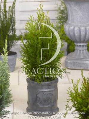 botanic stock photo Thuja