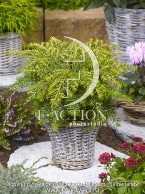botanic stock photo Tsuga
