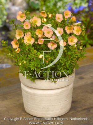 botanic stock photo Potentilla