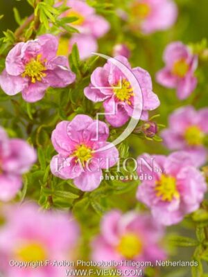 botanic stock photo Potentilla