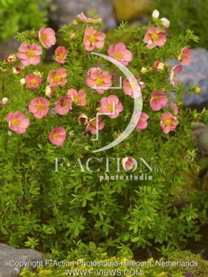 botanic stock photo Potentilla