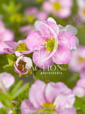 botanic stock photo Potentilla