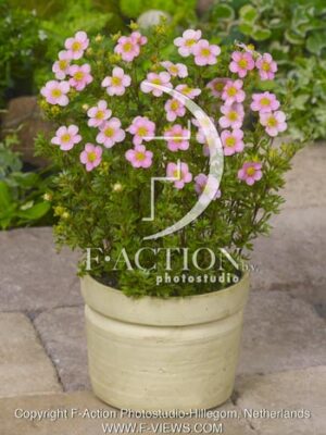 botanic stock photo Potentilla
