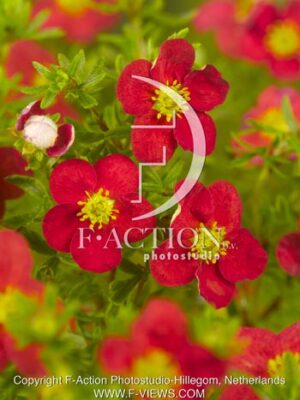 botanic stock photo Potentilla