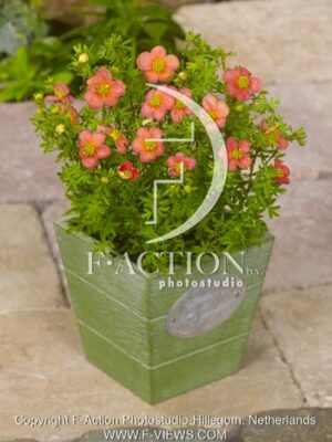botanic stock photo Potentilla