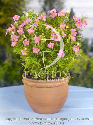 botanic stock photo Potentilla