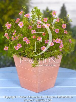 botanic stock photo Potentilla