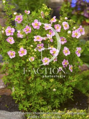 botanic stock photo Potentilla