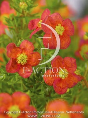 botanic stock photo Potentilla
