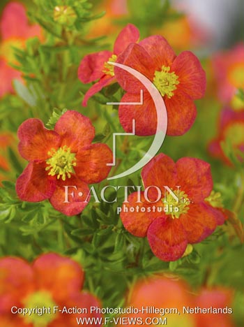 botanic stock photo Potentilla