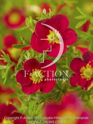 botanic stock photo Potentilla