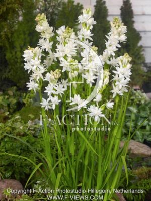 botanic stock photo Polianthes