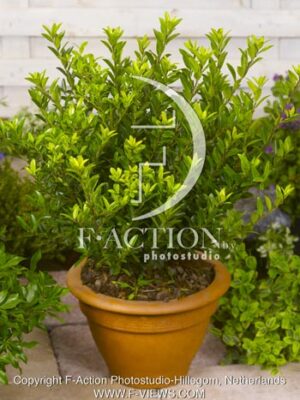 botanic stock photo Ilex