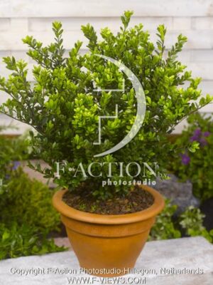 botanic stock photo Ilex