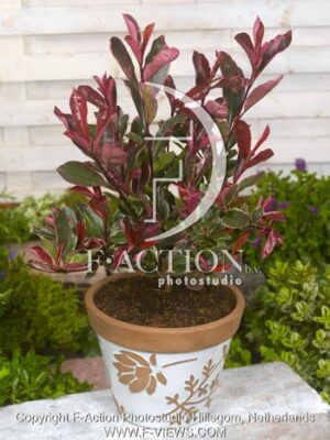 botanic stock photo Photinia