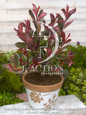 botanic stock photo Photinia