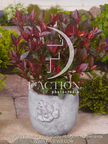 botanic stock photo Photinia