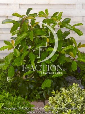 botanic stock photo Photinia